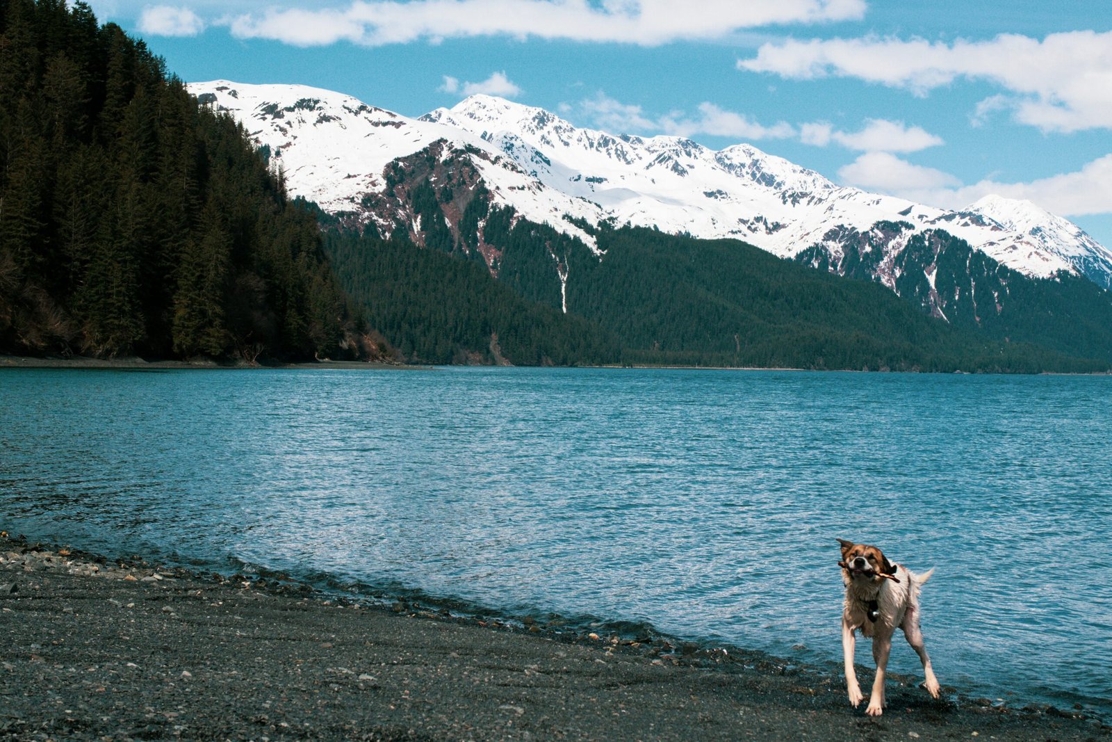 dog standing near body of water during daytime