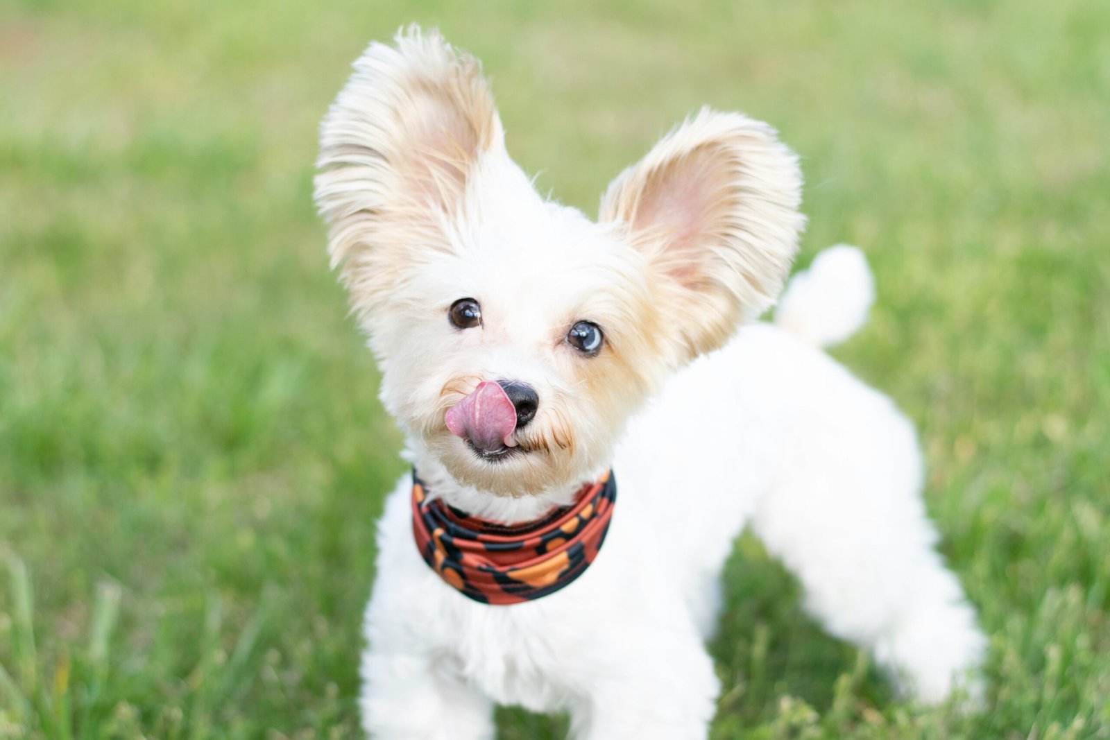 white long coat small dog with black and white scarf on green grass field during daytime